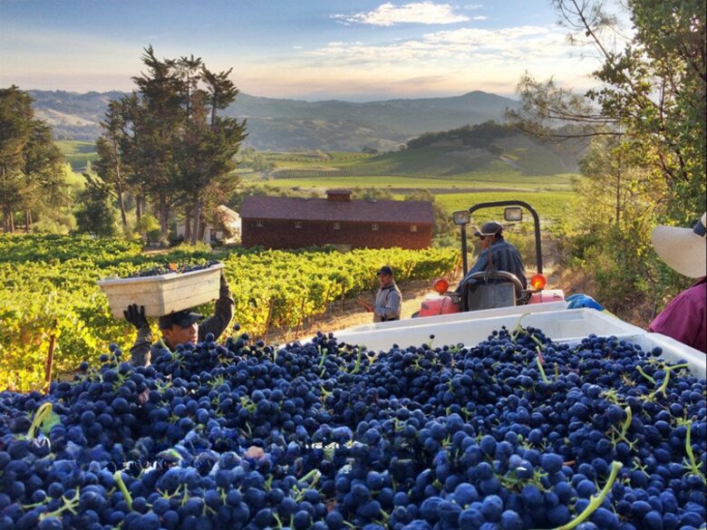 Blue Rock Vineyard | Timeless Wine Country Elegance - Cloverdale, California