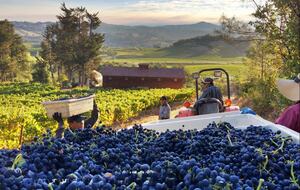 Blue Rock Vineyard | Timeless Wine Country Elegance - Cloverdale, California