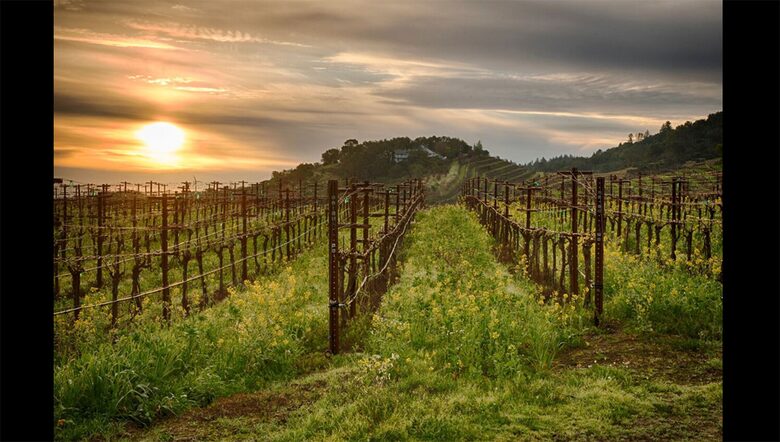 Blue Rock Vineyard | Timeless Wine Country Elegance - Cloverdale, California