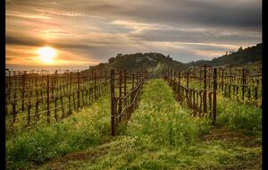Blue Rock Vineyard | Timeless Wine Country Elegance - Cloverdale, California