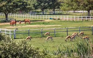 Manor House Fijndraai Estate - Stellenbosch, South Africa