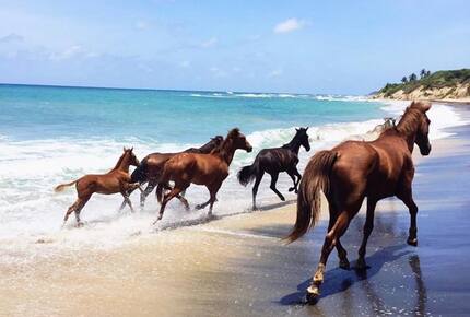 wild horses