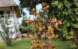 Elegant Coastal Retreat Steps from Africa’s Most Beautiful Beach - Diani Beach, Kenya