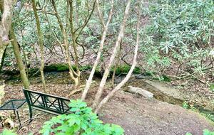 Wooded North Carolina Retreat with Creekside Trail - Brevard, North Carolina