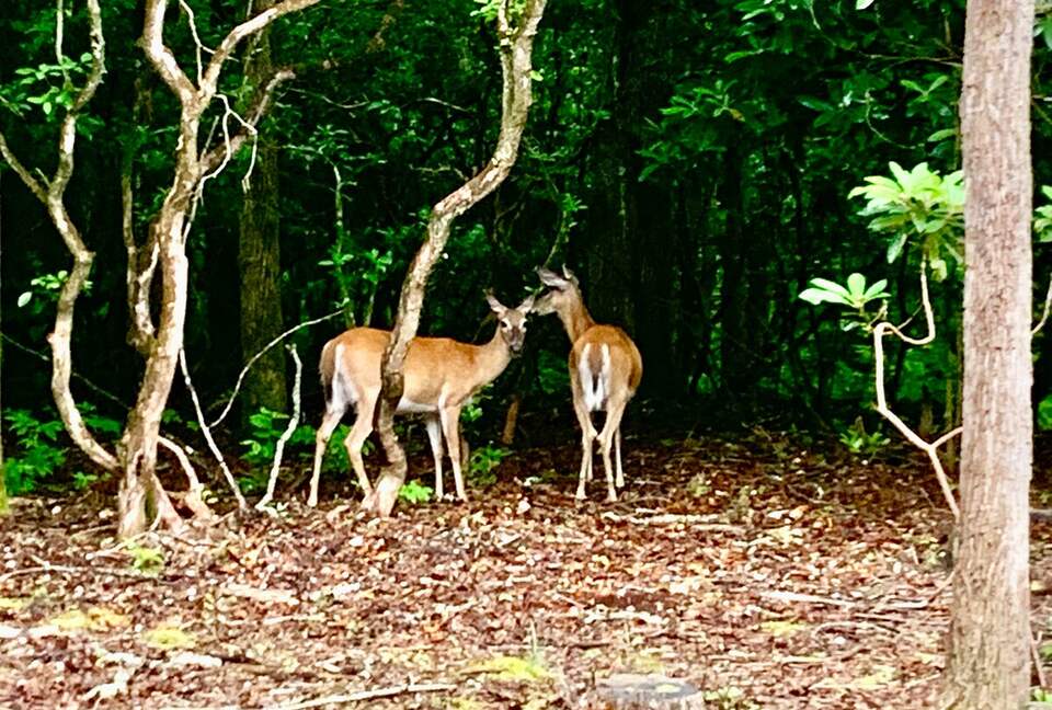 Wooded North Carolina Retreat with Creekside Trail - Brevard, North Carolina