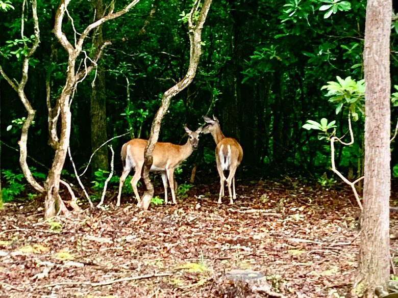 Wooded North Carolina Retreat with Creekside Trail - Brevard, North Carolina