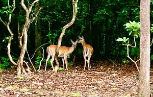 Wooded North Carolina Retreat with Creekside Trail - Brevard, North Carolina