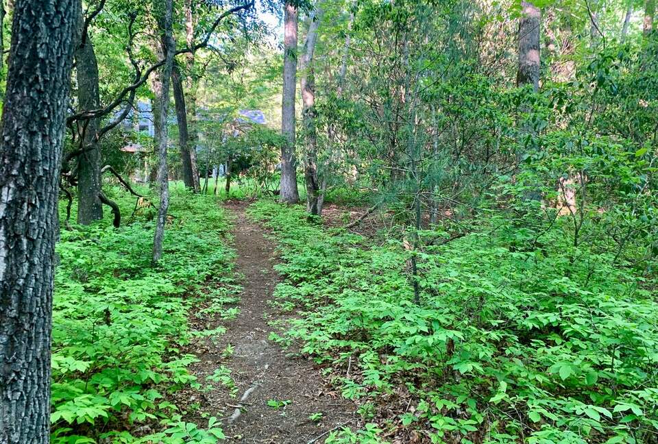 Wooded North Carolina Retreat with Creekside Trail - Brevard, North Carolina