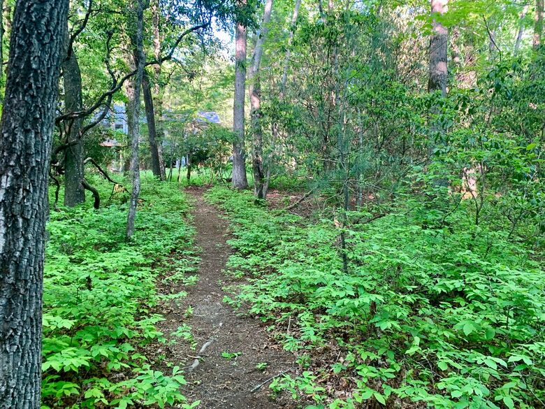 Wooded North Carolina Retreat with Creekside Trail - Brevard, North Carolina
