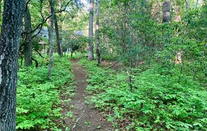 Wooded North Carolina Retreat with Creekside Trail - Brevard, North Carolina