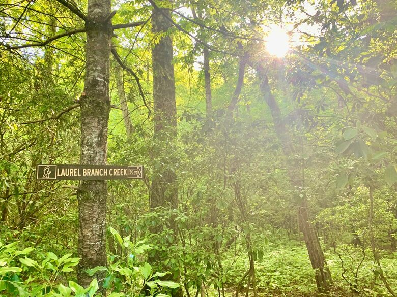 Wooded North Carolina Retreat with Creekside Trail - Brevard, North Carolina