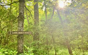 Wooded North Carolina Retreat with Creekside Trail - Brevard, North Carolina