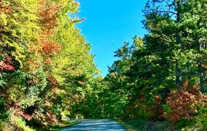 Wooded North Carolina Retreat with Creekside Trail - Brevard, North Carolina