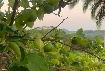 Pura Vida Hilltop Sanctuary - Garza, Costa Rica