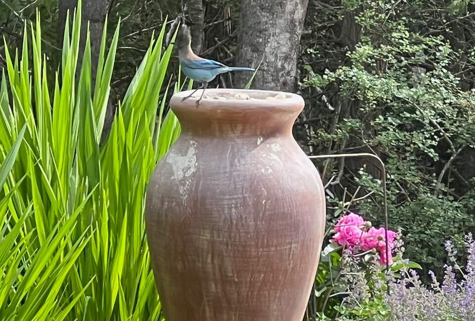 Nevada City Mid-Century Retreat - Nevada City, California