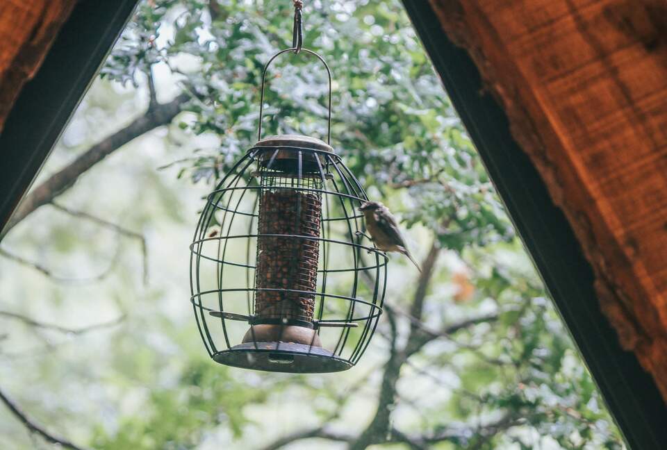 Watch the wildlife from your treetop bed
