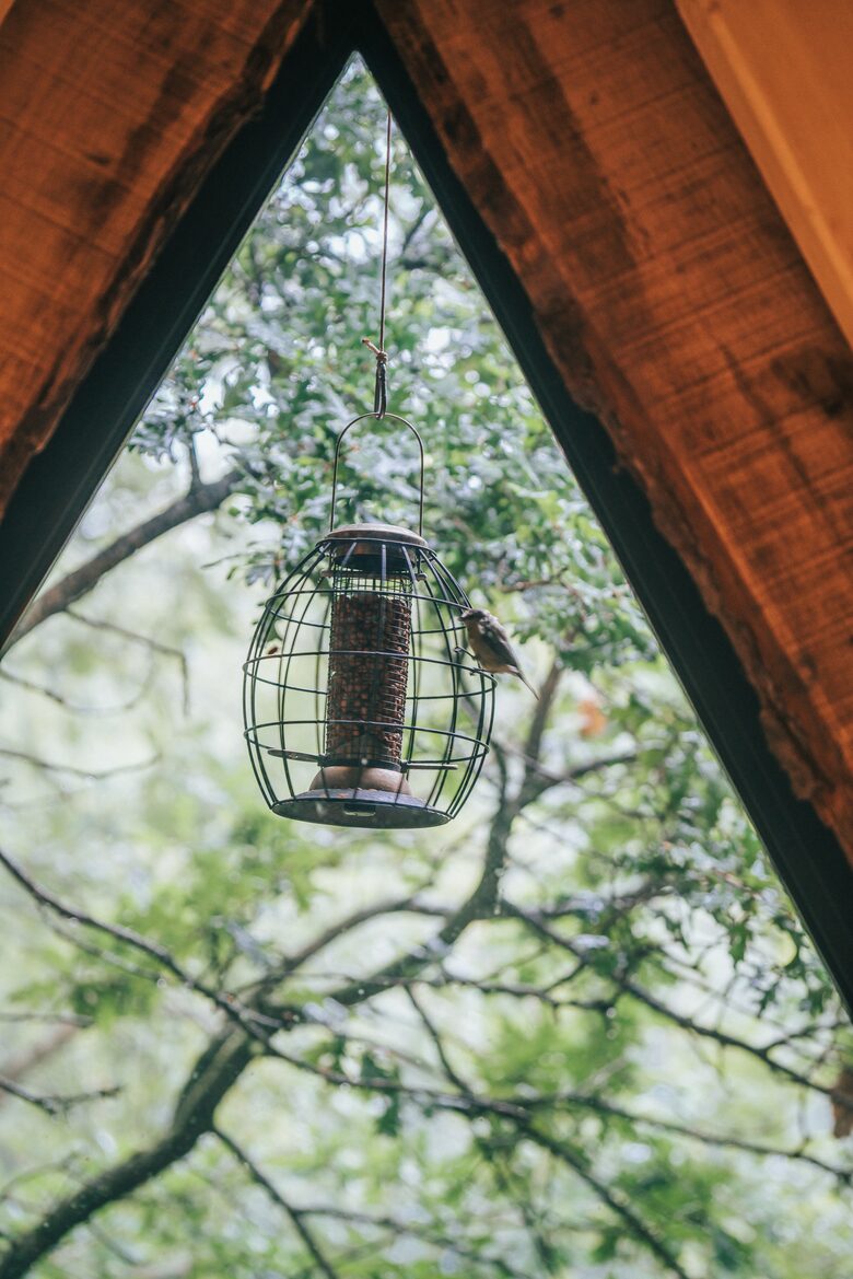 Watch the wildlife from your treetop bed