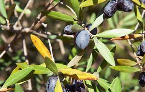 Breathtaking panoramic views over The Algarve - Sao Bras do Alportel, Portugal