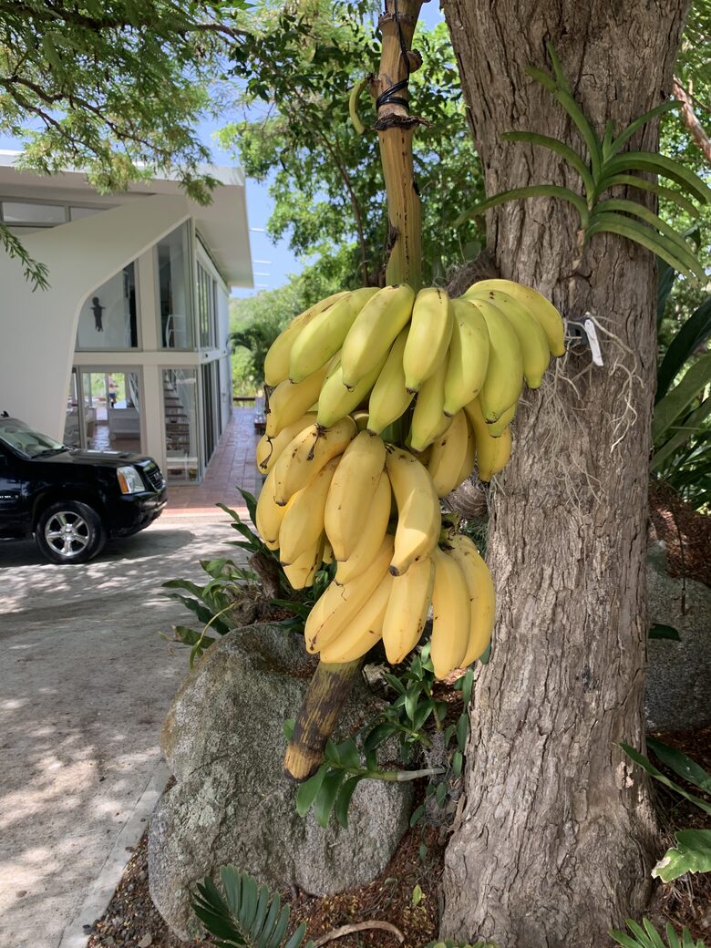 Luxury Hilltop Retreat with Pool, Terraces & Endless Horizons on an Island off an Island - Vieques, Puerto Rico