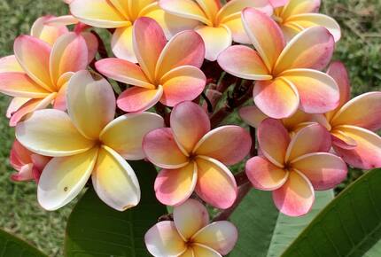 Luxury Hilltop Retreat with Pool, Terraces & Endless Horizons on an Island off an Island - Vieques, Puerto Rico