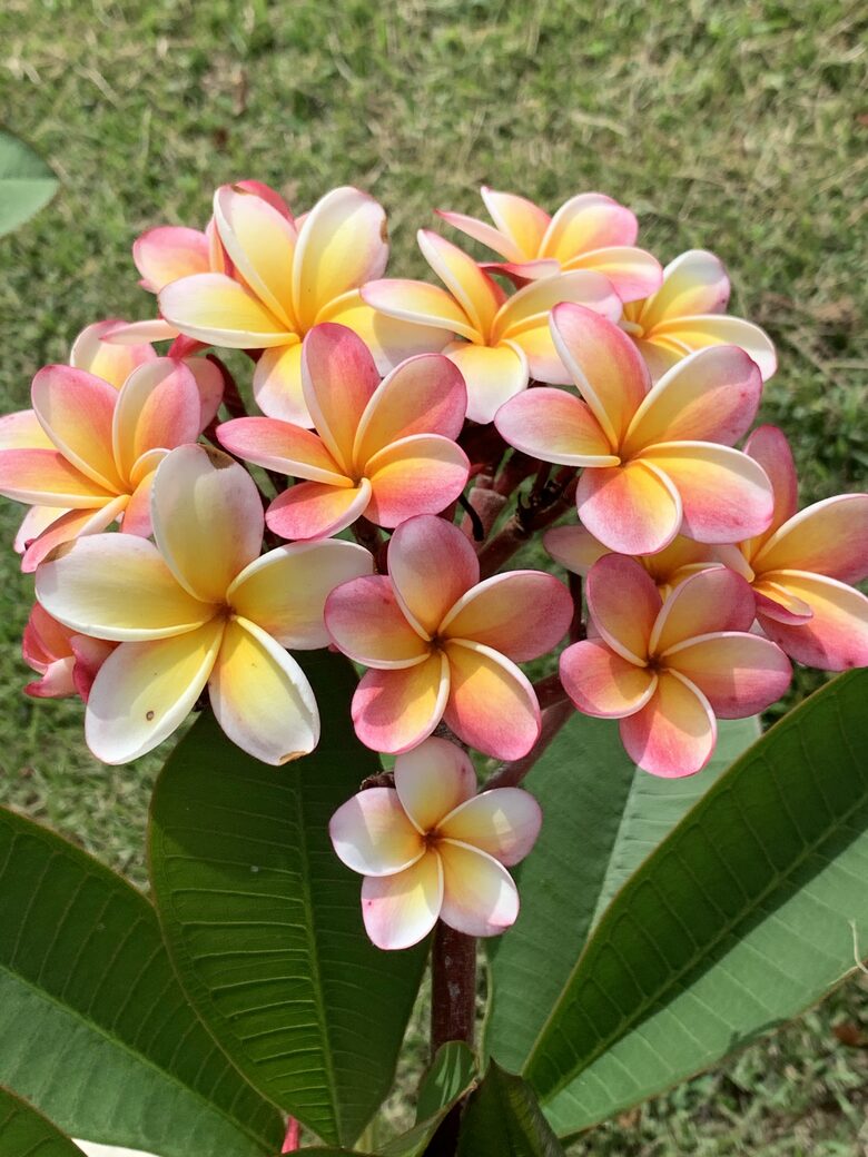 Luxury Hilltop Retreat with Pool, Terraces & Endless Horizons on an Island off an Island - Vieques, Puerto Rico