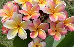 Luxury Hilltop Retreat with Pool, Terraces & Endless Horizons on an Island off an Island - Vieques, Puerto Rico