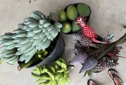 fresh fruit from the garden