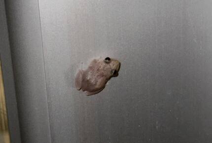 Coqui frogs create relaxing noise at night