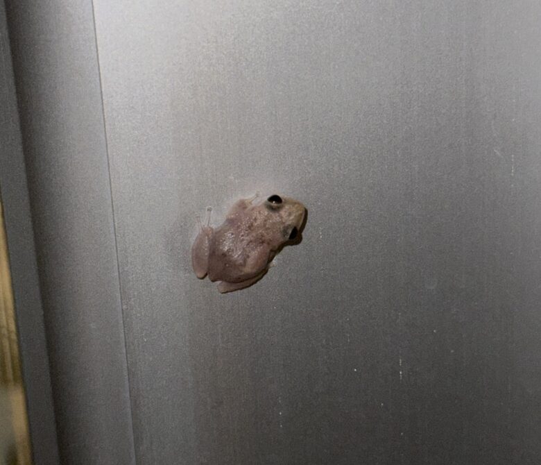 Coqui frogs create relaxing noise at night