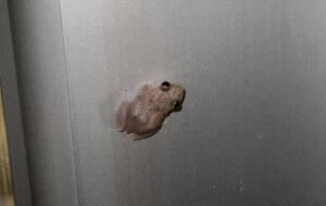 Coqui frogs create relaxing noise at night