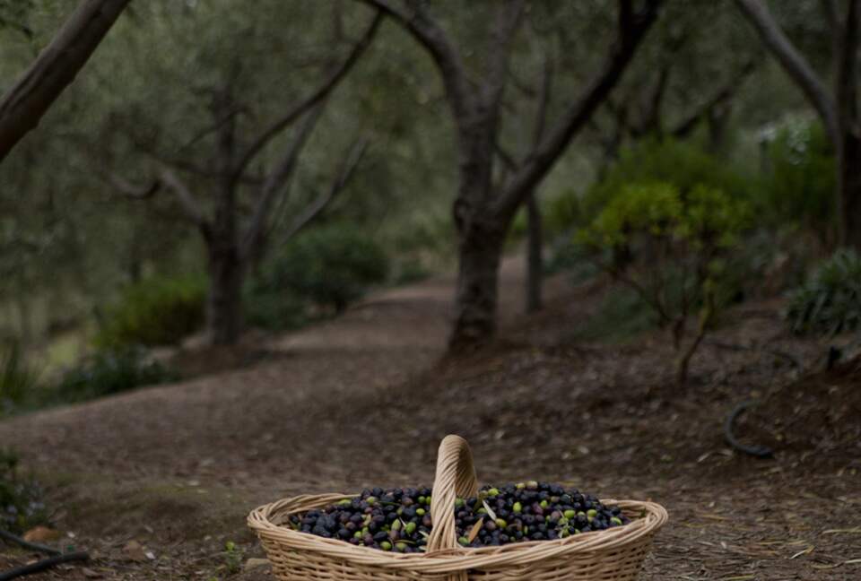 Olivo Santo Estate - Laguna de Zapallar, Chile