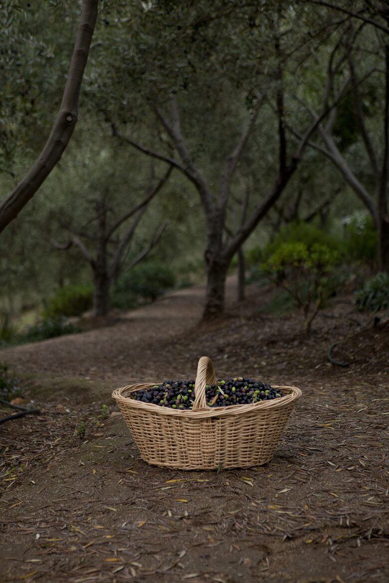 Olivo Santo Estate - Laguna de Zapallar, Chile