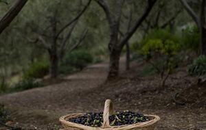 Olivo Santo Estate - Laguna de Zapallar, Chile