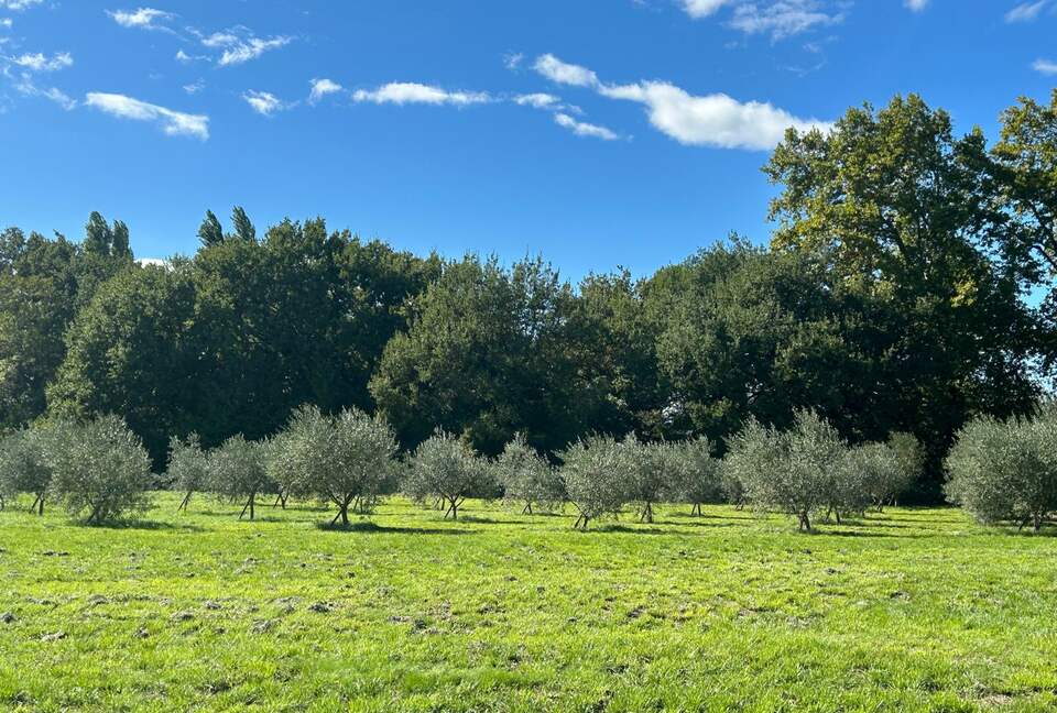 Quintessential Provençal Estate - Jonquières, France