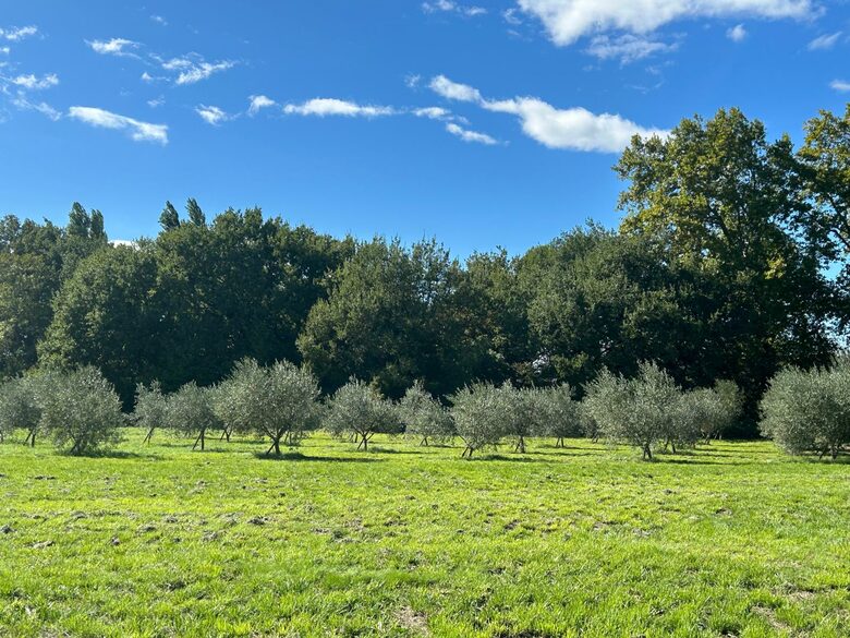 Quintessential Provençal Estate - Jonquières, France