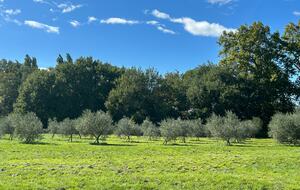 Quintessential Provençal Estate - Jonquières, France