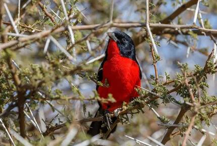 Tapologo River Lodge - Tsetsebjwe, Botswana
