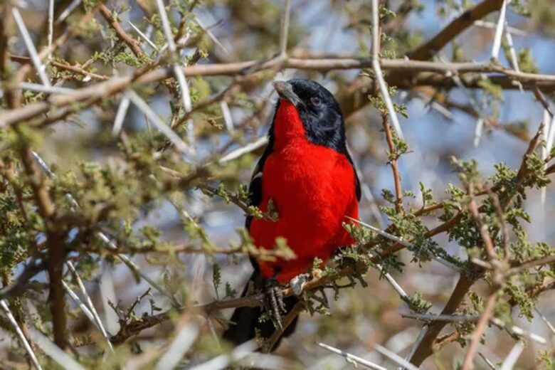 Tapologo River Lodge - Tsetsebjwe, Botswana