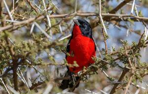 Tapologo River Lodge - Tsetsebjwe, Botswana