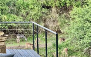 Tapologo River Lodge - Tsetsebjwe, Botswana