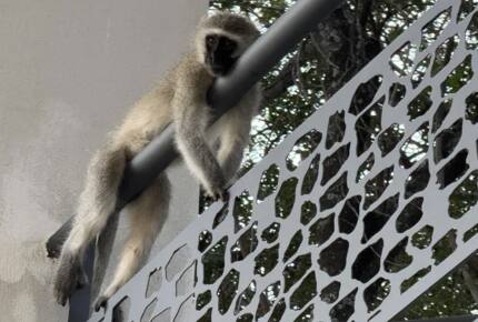 Tapologo River Lodge - Tsetsebjwe, Botswana
