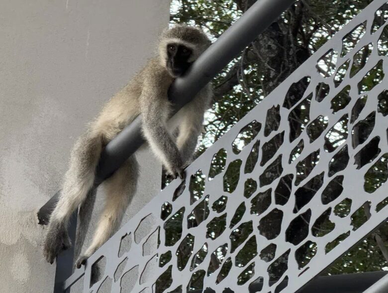Tapologo River Lodge - Tsetsebjwe, Botswana