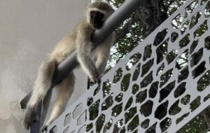 Tapologo River Lodge - Tsetsebjwe, Botswana