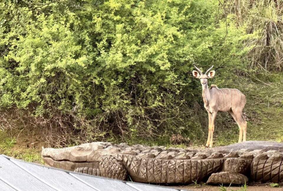 Tapologo River Lodge - Tsetsebjwe, Botswana