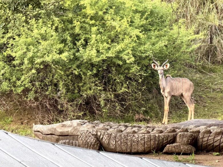 Tapologo River Lodge - Tsetsebjwe, Botswana