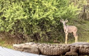 Tapologo River Lodge - Tsetsebjwe, Botswana
