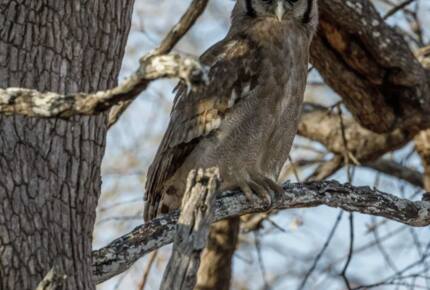 Tapologo River Lodge - Tsetsebjwe, Botswana