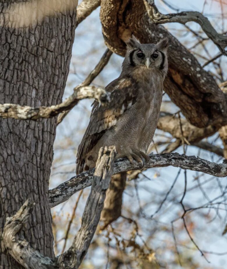 Tapologo River Lodge - Tsetsebjwe, Botswana