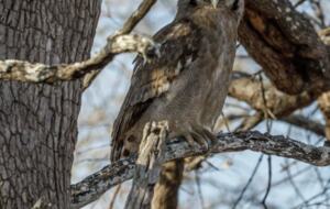 Tapologo River Lodge - Tsetsebjwe, Botswana