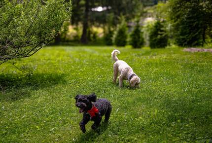 Cozy Mountain Cottage Between Asheville & Brevard - Mills River, North Carolina